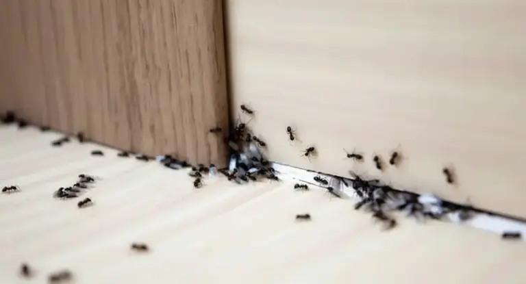 Formiche che entrano in casa da una fessura tra il pavimento e la parete