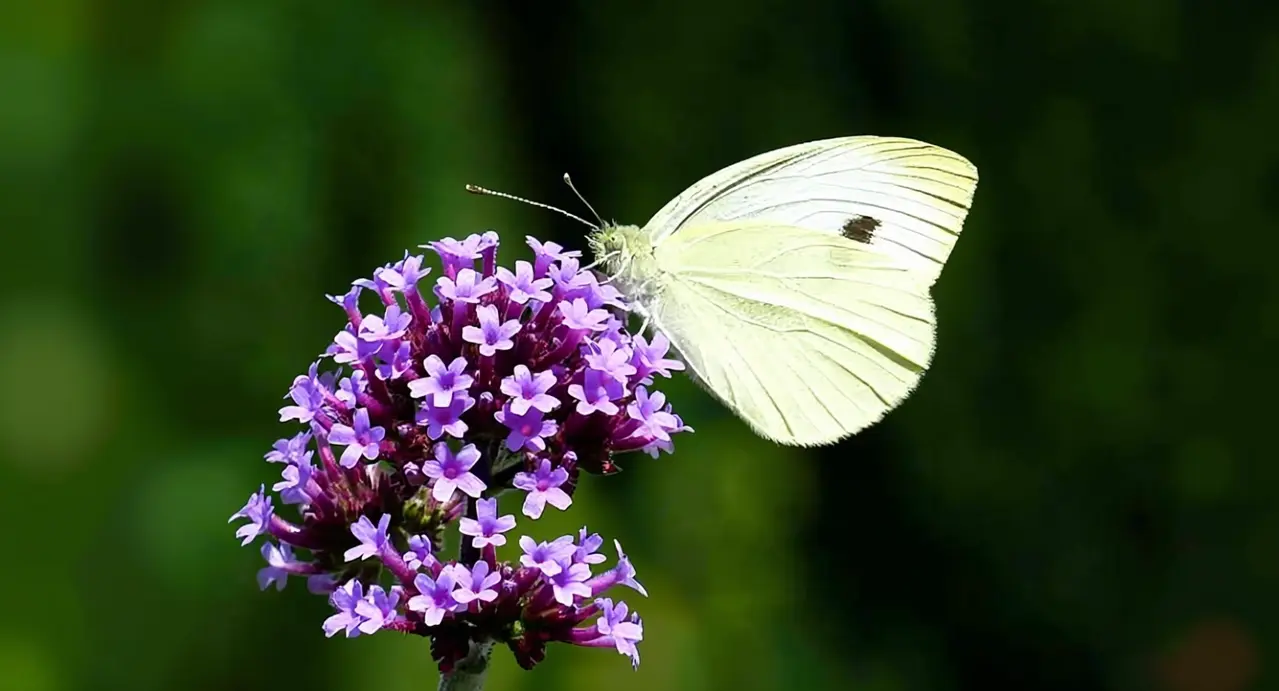 Farfalla chiara posata su un fiore viola in un giardino soleggiato