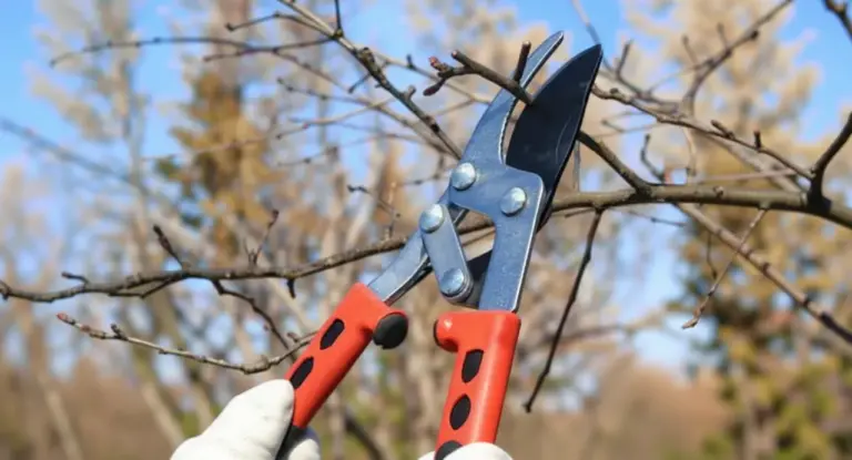 Una persona con guanti pota un ramo secco di un albero usando cesoie da potatura.